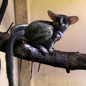 Senegal bushbaby (Galago senegalensis senegalensis)