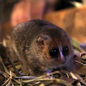 Goodman's mouse lemur (Microcebus lehilahytsara)