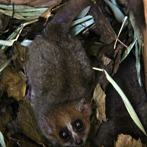 Goodman's mouse lemur (Microcebus lehilahytsara)