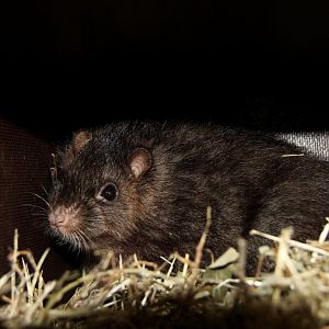 Panay cloudrunner (Crateromys heaneyi)