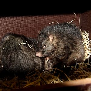 Panay cloudrunner (Crateromys heaneyi)