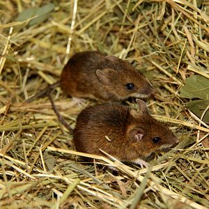 Alpine field mouse (Apodemus alpicola)