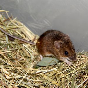 Alpine field mouse (Apodemus alpicola)