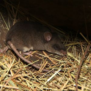 Grandidier's Tufted-tailed rat (Eliurus grandidieri)
