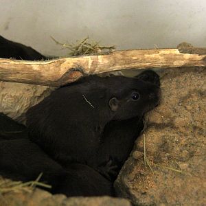 coruro (Spalacopus cyanus)