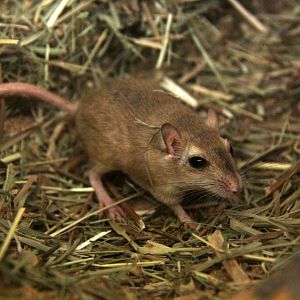 Balochistan gerbil or dwarf gerbil (Gerbillus nanus)