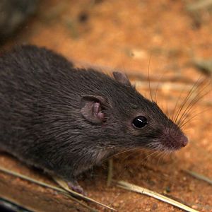 Mount Kulal spiny mouse (Acomys percivali)