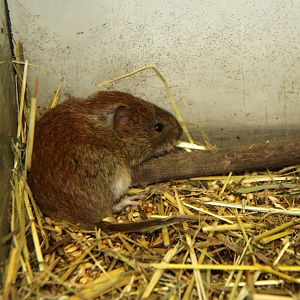 reed vole (Microtus fortis)