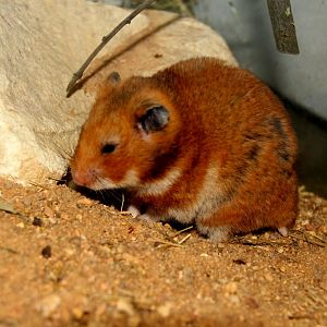 golden hamster or Syrian hamster (Mesocricetus auratus)