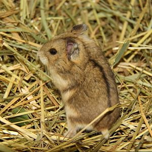 Campbell's hamster (Phodopus campbelli)