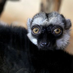 white-fronted lemur (Eulemur albifrons)