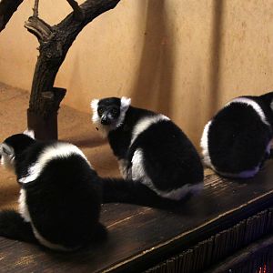 White-belted black-and-white ruffed lemur (Varecia variegata subcincta)