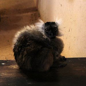 black lemur (Eulemur macaco)