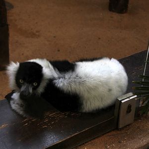 black and white ruffed lemur (Varecia variegata variegata)