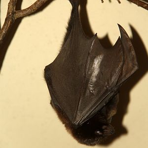 Rodriguez flying fox (Pteropus rodricensis)