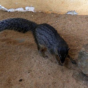 narrow-striped mongoose (Mungotictis decemlineata)