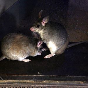 Malagasy giant rat (Hypogeomys antimena)