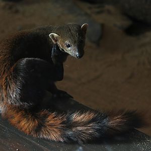 ring-tailed mongoose (Galidia elegans)