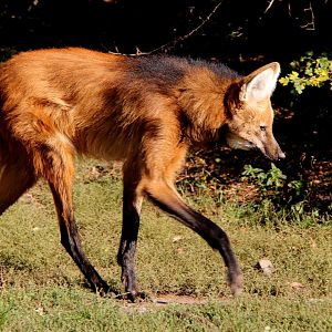 Maned wolf (Chrysocyon brachyurus)