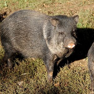Chacoan peccary or tagua (Catagonus wagneri)