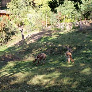 vicuña (Vicugna vicugna) exhibit