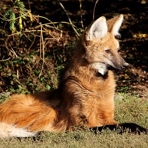 Maned wolf (Chrysocyon brachyurus)