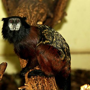 red-mantled saddle-back tamarin (Leontocebus lagonotus)