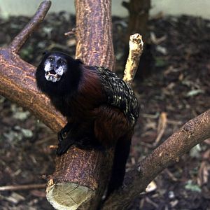 red-mantled saddle-back tamarin (Leontocebus lagonotus)