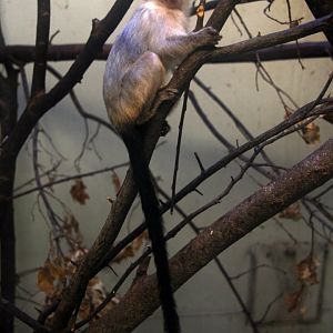 silvery marmoset (Mico argentatus)