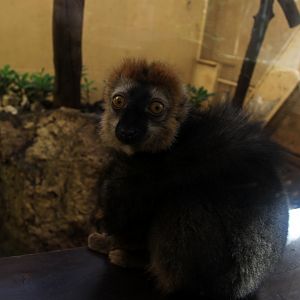 red-fronted lemur (Eulemur rufifrons)