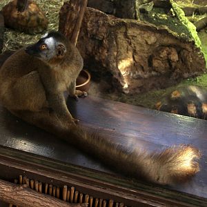 red-fronted lemur (Eulemur rufifrons)