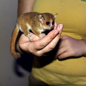 Ganzhorn's mouse lemur (Microcebus ganzhorni)