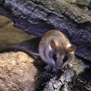 Loring's rat (Thallomys loringi)