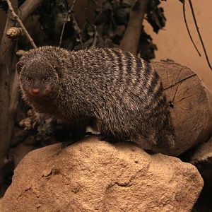 banded mongoose (Mungos mungo)