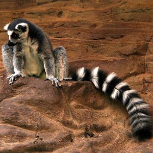 ring-tailed lemur (Lemur catta)