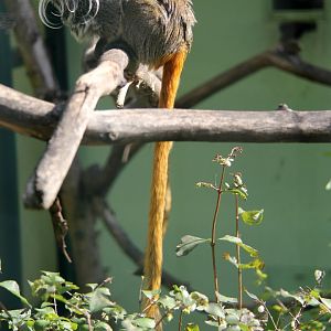 Bearded emperor tamarin (Saguinus imperator subgrisescens)