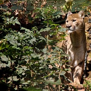 Missouri cougar (Puma concolor missoulensis)