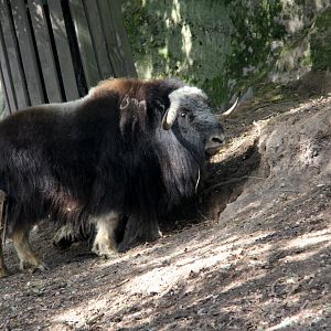 Barren ground musk ox (Ovibos moschatus moschatus)