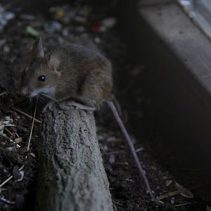 wood mouse (Apodemus sylvaticus)