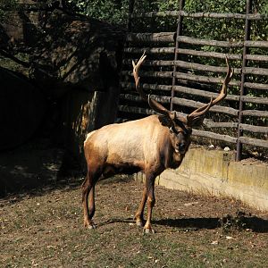 Tule elk or Dwarf wapiti (Cervus canadensis nannodes)