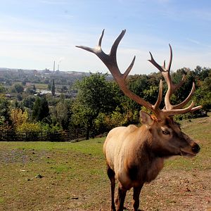 Tule elk or Dwarf wapiti (Cervus canadensis nannodes)