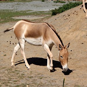Turkmenian kulan (Equus hemionus kulan)
