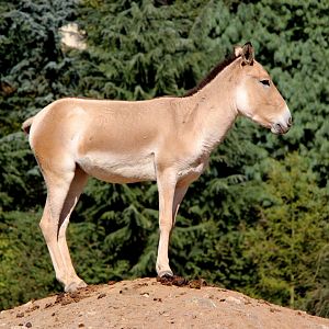 Turkmenian kulan (Equus hemionus kulan)
