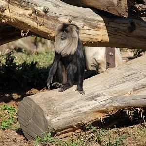 lion-tailed macaque (Macaca silenus)