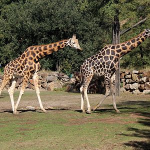 Rothschild's giraffe (Giraffa camelopardalis rothschildi)