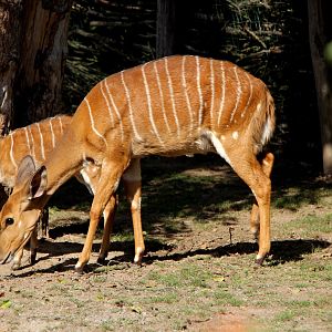 lowland nyala (Tragelaphus angasii)