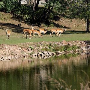 Nile lechwe or Mrs Gray's lechwe (Kobus megaceros) exhibit