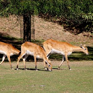 Nile lechwe or Mrs Gray's lechwe (Kobus megaceros)