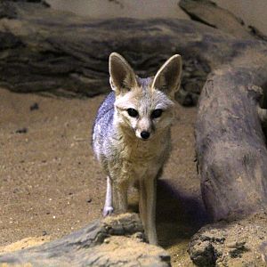 Cape fox (Vulpes chama)