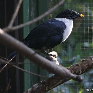White-necked Myna (Streptocitta albicollis), October 2018